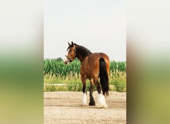 Clydesdale Mix, Castrone, 4 Anni, 163 cm, Baio ciliegia