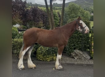 Clydesdale, Castrone, 4 Anni, 170 cm, Baio ciliegia