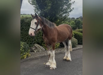 Clydesdale, Castrone, 4 Anni, 170 cm, Baio ciliegia