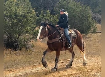 Clydesdale, Castrone, 4 Anni, 170 cm, Baio ciliegia