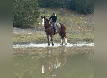 Clydesdale, Castrone, 4 Anni, 170 cm, Baio ciliegia