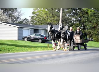 Clydesdale Mix, Castrone, 4 Anni