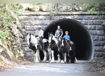 Clydesdale Mix, Castrone, 4 Anni
