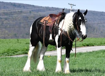 Clydesdale Mix, Castrone, 4 Anni