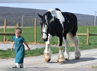 Clydesdale Mix, Castrone, 4 Anni