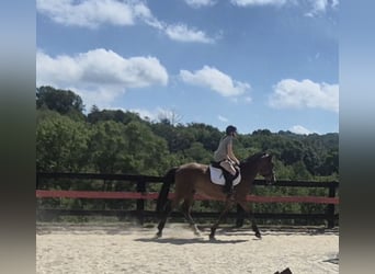 Clydesdale Mix, Castrone, 5 Anni, 165 cm, Baio ciliegia