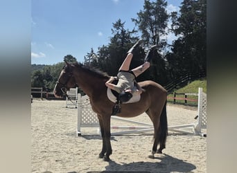 Clydesdale Mix, Castrone, 5 Anni, 165 cm, Baio ciliegia