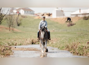 Clydesdale, Castrone, 5 Anni, 173 cm, Roano blu