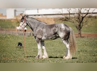 Clydesdale, Castrone, 5 Anni, 173 cm, Roano blu