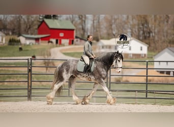 Clydesdale, Castrone, 5 Anni, 173 cm, Roano blu