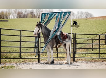Clydesdale, Castrone, 5 Anni, 173 cm, Roano blu