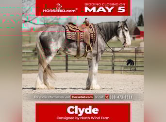 Clydesdale, Castrone, 5 Anni, 173 cm, Roano blu
