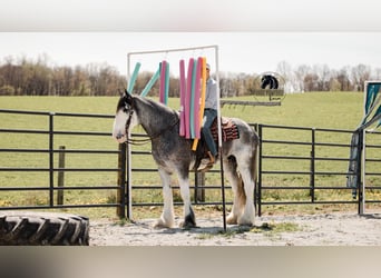 Clydesdale, Castrone, 5 Anni, 173 cm, Roano blu