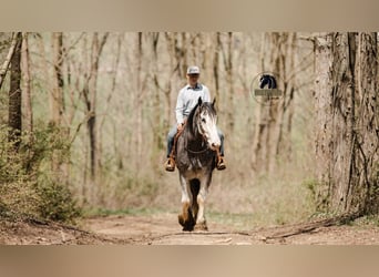 Clydesdale, Castrone, 5 Anni, 173 cm, Roano blu