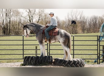 Clydesdale, Castrone, 5 Anni, 173 cm, Roano blu