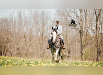 Clydesdale, Castrone, 5 Anni, 173 cm, Roano blu