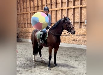 Clydesdale Mix, Castrone, 5 Anni, Baio ciliegia