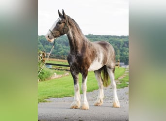 Clydesdale, Castrone, 5 Anni, Pezzato