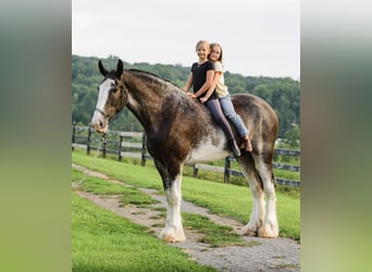 Clydesdale, Castrone, 5 Anni, Pezzato