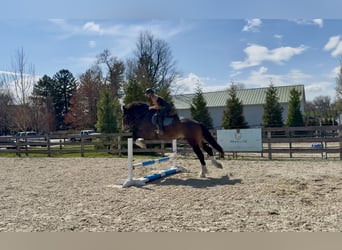 Clydesdale Mix, Castrone, 6 Anni, 173 cm, Baio ciliegia