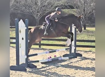 Clydesdale, Castrone, 7 Anni, 165 cm, Baio ciliegia