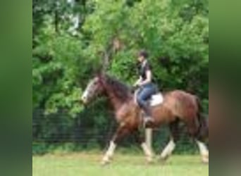 Clydesdale, Castrone, 7 Anni, 173 cm, Baio ciliegia