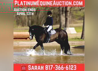 Clydesdale, Castrone, 8 Anni, 163 cm, Baio ciliegia