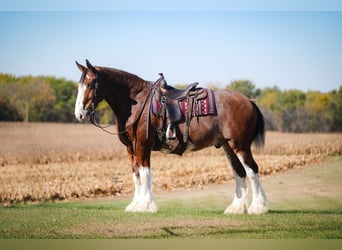 Clydesdale, Castrone, 9 Anni, 175 cm, Baio ciliegia
