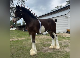 Clydesdale, Étalon, 1 Année, 173 cm, Bai cerise