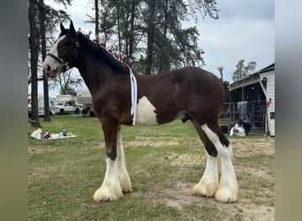 Clydesdale, Étalon, 1 Année, 173 cm, Bai cerise