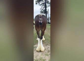 Clydesdale, Étalon, 1 Année, 173 cm, Bai cerise