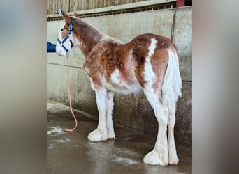 Clydesdale, Étalon, 1 Année, 175 cm