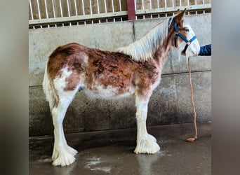 Clydesdale, Étalon, 1 Année, 175 cm