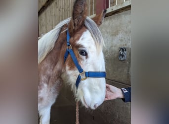 Clydesdale, Étalon, 1 Année, 175 cm