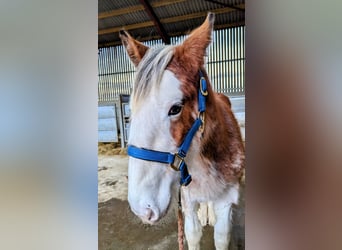 Clydesdale, Étalon, 1 Année, 175 cm