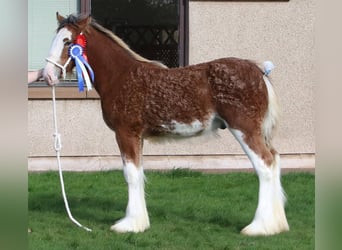 Clydesdale, Étalon, 1 Année