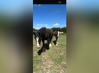 Clydesdale, Étalon, 2 Ans, 162 cm, Bai