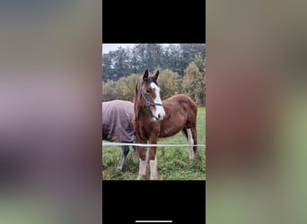 Clydesdale, Étalon, 2 Ans, 162 cm, Bai