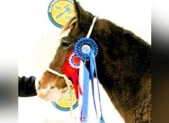 Clydesdale, Étalon, 2 Ans