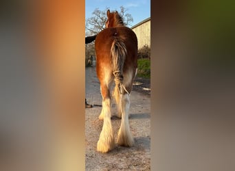 Clydesdale, Étalon, 2 Ans