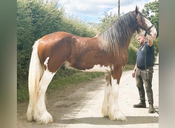 Clydesdale, Étalon, 3 Ans