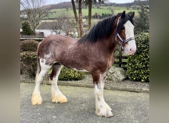 Clydesdale, Étalon, 4 Ans, 181 cm, Bai cerise