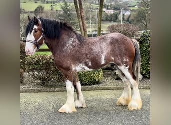 Clydesdale, Étalon, 4 Ans, 181 cm, Bai cerise