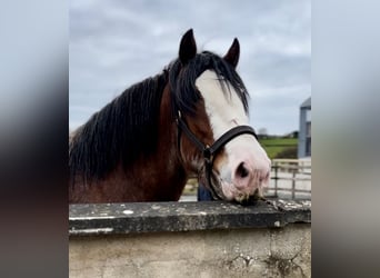 Clydesdale, Étalon, 4 Ans, 181 cm, Bai cerise