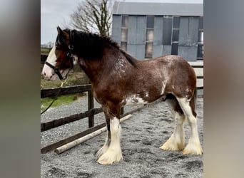 Clydesdale, Étalon, 4 Ans, 181 cm, Bai cerise