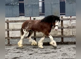 Clydesdale, Étalon, 4 Ans, 181 cm, Bai cerise