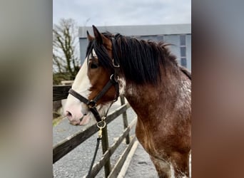 Clydesdale, Étalon, 4 Ans, 181 cm, Bai cerise