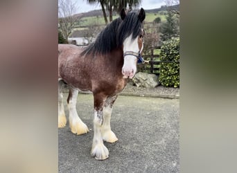 Clydesdale, Étalon, 4 Ans, 181 cm, Bai cerise