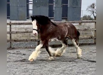 Clydesdale, Étalon, 4 Ans, 181 cm, Bai cerise