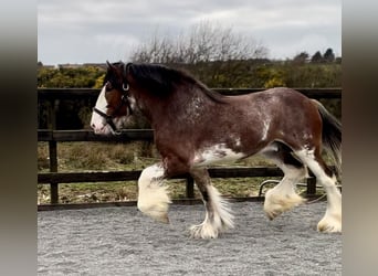 Clydesdale, Étalon, 4 Ans, 181 cm, Bai cerise